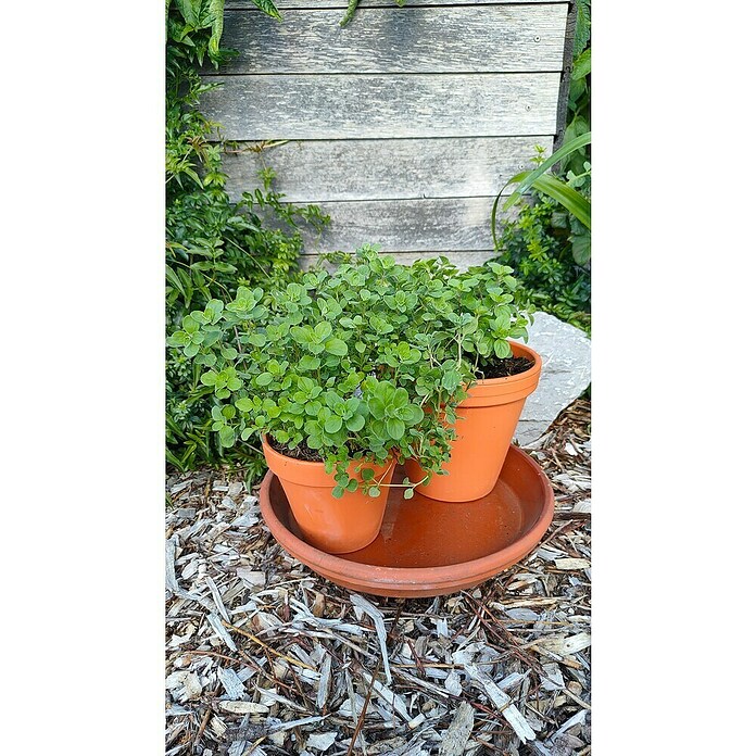 Origanum majorana 12BIO