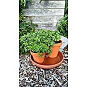Origanum majorana 12BIO