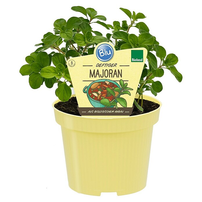 Origanum majorana 12BIO