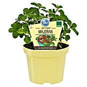 Origanum majorana 12BIO
