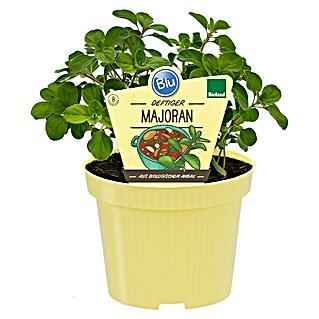 Blu Bio Majoran (Majorana hortensis, Topfgröße: 12 cm)