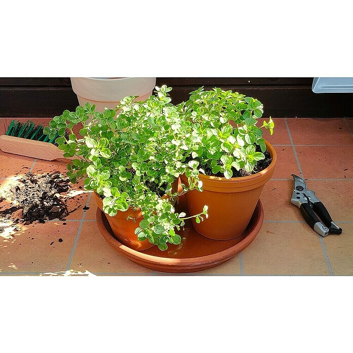 Origanum majorana 12BIO