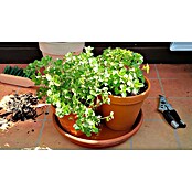 Origanum majorana 12BIO