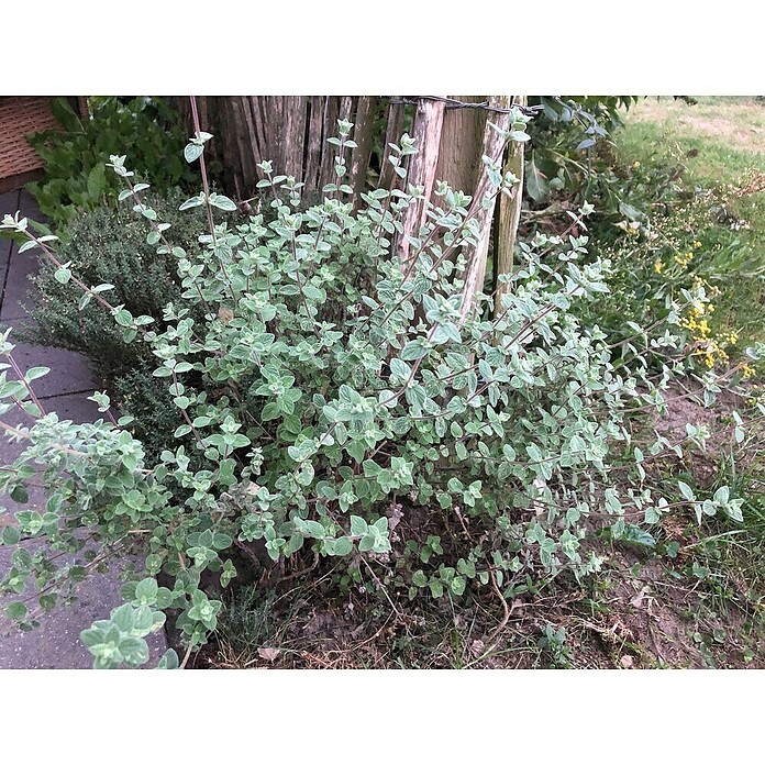 Origanum majorana 12BIO