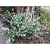 Origanum majorana 12BIO