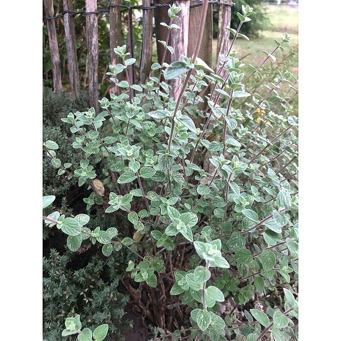 Origanum majorana 12BIO