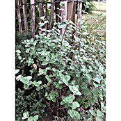 Origanum majorana 12BIO