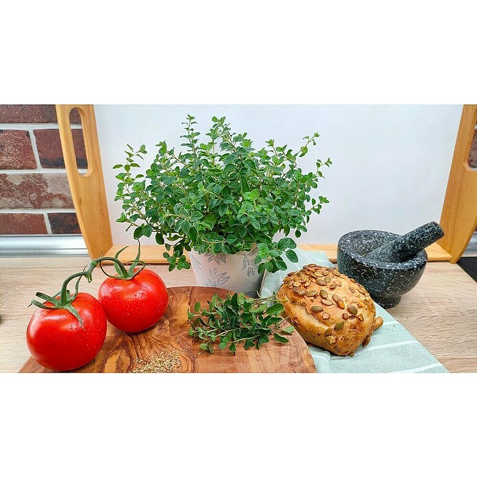 Origanum majorana 12BIO