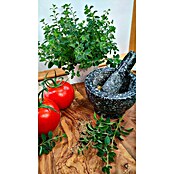 Origanum majorana 12BIO