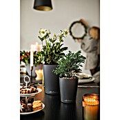Lechuza Pflanztopf Mini-Deltini (Außenmaß (Ø x H): 10 x 13 cm, Kunststoff, Anthrazit) | BAUHAUS
