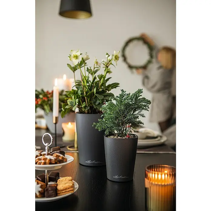 real blumenkasten Natrliches, luftgetrocknetes Blumenkasten-Set | Konserviertes  Blumenmaterial