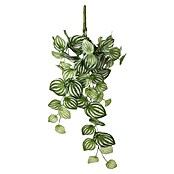 Kunstpflanze Peperomia (58 cm, Grün, Kunststoff) | BAUHAUS