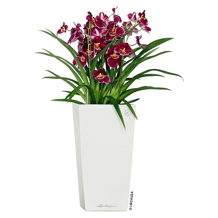 Lechuza Pflanzsäule eckig Cubico Premium (Außenmaß (L x B x H): 22 x 22 x 41 cm, Kunststoff, Weiß, Glänzend) | BAUHAUS