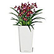Lechuza Pflanzsäule eckig Cubico Premium (Außenmaß (L x B x H): 22 x 22 x 41 cm, Kunststoff, Weiß, Glänzend) | BAUHAUS