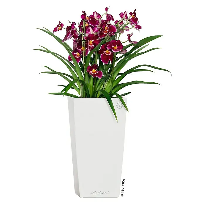 Lechuza Pflanzsäule eckig Cubico Premium - Außenmaß (L x B x H): 22 x 22 x 41 cm, Kunststoff, Weiß, Glänzend - Lila-weiße Orchideen in einem hohen, weißen, selbstbewässernden Pflanzgefäß.
