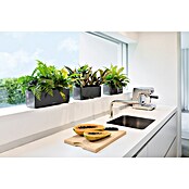 Lechuza Kräuterkasten Cube Glossy Tripple (Außenmaß (L x B x H): 40 x 14 x 13,5 cm, Kunststoff, Grau, Glänzend) | BAUHAUS