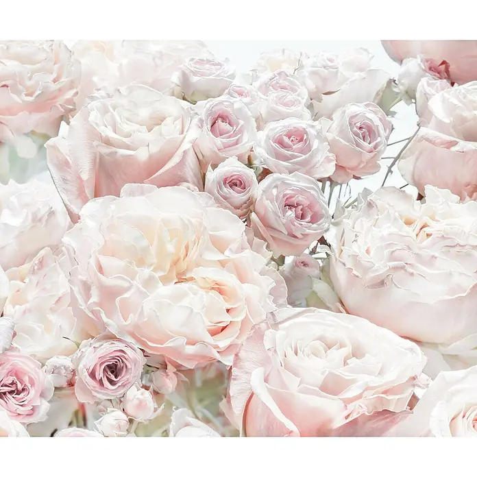 Komar Fototapete Spring Roses - 6 -tlg., B x H: 300 x 250 cm, Vlies - Zarter Hintergrund mit blassrosa Rosenblüten, ideal für elegante Designs und romantische Projekte.