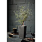 Lechuza Pflanztopf Cubi (Außenmaß (L x B x H): 9,5 x 9,5 x 18,5 cm, Kunststoff, Grau) | BAUHAUS