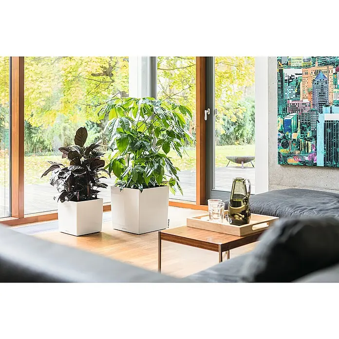Lechuza Cube Pflanzkübel eckig Premium - Außenmaß (L x B x H): 29,5 x 29,5 x 30 cm, Kunststoff, Weiß - Elegante Zimmerpflanzen in weißen Lechuza Pflanzgefäßen, die eine moderne und stilvolle Note in jeden Raum bringen.