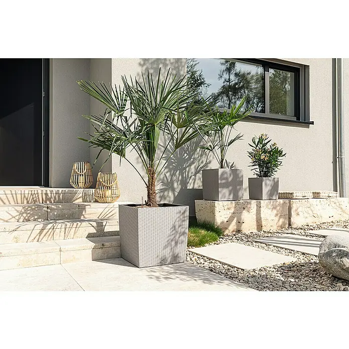 Lechuza Cottage Pflanzkübel eckig Cube - Außenmaß (L x B x H): 30 x 30 x 30 cm, Kunststoff, Sandbraun - Ein Außenbereich mit einem grauen quadratischen Pflanzgefäß, das eine Palme enthält, und dekorativen Laternen neben einer Haustreppe.