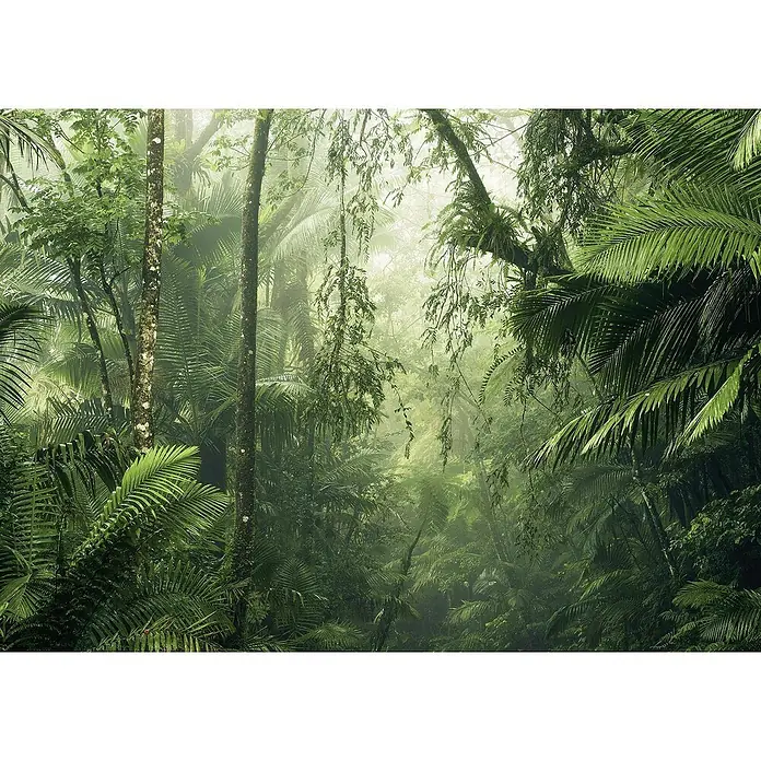 Komar Fototapete Tropendschungel - 7 -tlg., B x H: 350 x 350 cm, Vlies - Tiefgrüner Dschungel mit üppiger Vegetation und dichter Nebel. Die Szene strahlt eine geheimnisvolle und friedliche Atmosphäre aus.