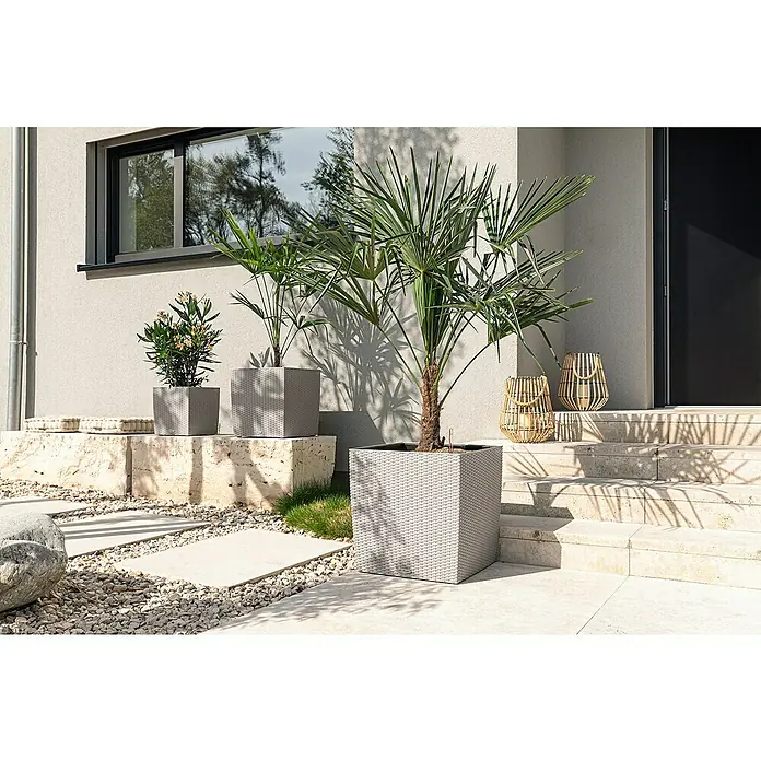 Lechuza Cottage Pflanzkübel eckig Cube - Außenmaß (L x B x H): 40 x 40 x 40 cm, Kunststoff, Sandbraun - Graue Pflanzkübel in Rattan-Optik mit Pflanzen, verschönern einen modernen Hauseingang mit Steintreppen.