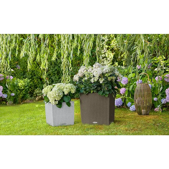 Lechuza Cottage Pflanzkübel eckig Cube - Außenmaß (L x B x H): 30 x 30 x 30 cm, Kunststoff, Lichtgrau - Zwei quadratische Pflanzgefäße in Rattan-Optik, eines hellgrau und eines braun, mit weißen Hortensien.