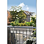 Lechuza Color Balkonkasten Balconera (Max. Außenlänge: 80 cm, Sandbraun) | BAUHAUS