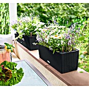 Lechuza Cottage Balkonkasten Balconera (Max. Außenlänge: 50 cm, Kunststoff, Schwarz) | BAUHAUS