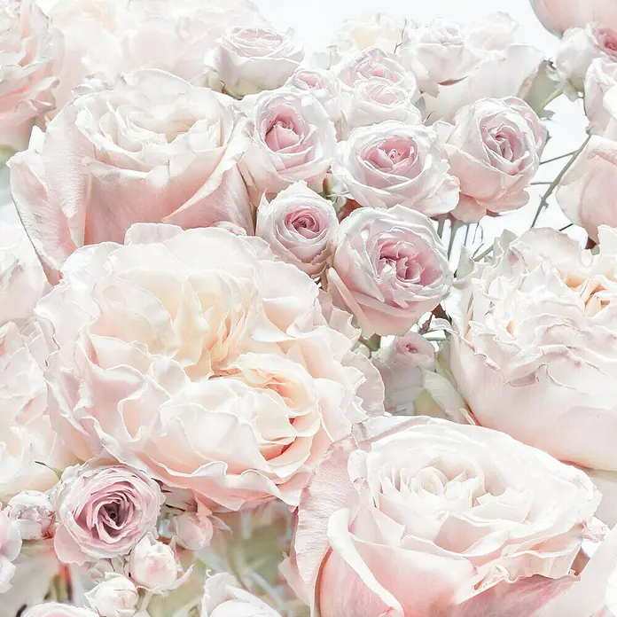 Komar Fototapete Spring Roses - 6 -tlg., B x H: 300 x 250 cm, Vlies - Weiche rosa und cremefarbene Rosen und Pfingstrosen in einem üppigen Blumenstrauß.