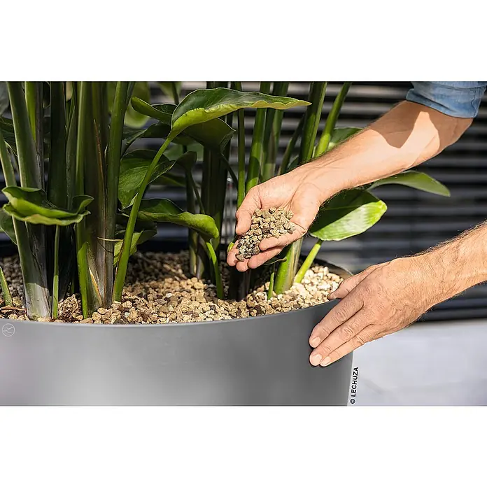 Lechuza Pflanzgranulat Pon XXL - 25 l - Hände fügen granuläres Substrat zu einer großen Grünpflanze in einem dunkelgrauen Pflanzgefäß hinzu.