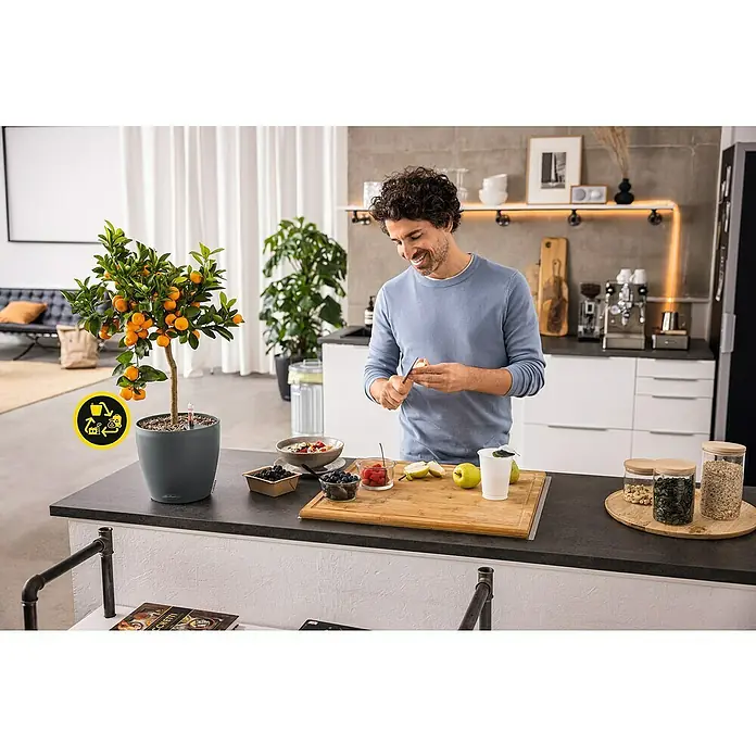 Lechuza Classico Pflanztopf Eco - Außenmaß (Ø x H): 21,5 x 20,5 cm, Kunststoff, Grau - Grauer Lechuza Selbstbewässerungs-Pflanztopf mit Mandarinenbaum und Wasseranzeige, auf Küchenzeile in häuslicher Umgebung.