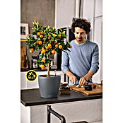 Lechuza Classico Pflanztopf Eco (Außenmaß (Ø x H): 21,5 x 20,5 cm, Kunststoff, Grau) | BAUHAUS