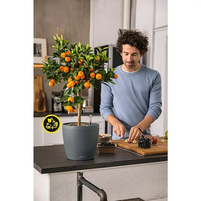 Lechuza Classico Pflanztopf Eco - Außenmaß (Ø x H): 21,5 x 20,5 cm, Kunststoff, Grau - Grauer selbstbewässernder Pflanzkübel mit Orangenbaum und Wasserstandsanzeige in der Küche. Aus recyceltem Material.