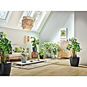 Lechuza Classico Pflanztopf Eco (Außenmaß (Ø x H): 34,5 x 32,5 cm, Kunststoff, Hellgrau) | BAUHAUS