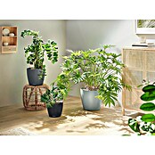 Lechuza Classico Pflanztopf Eco (Außenmaß (Ø x H): 42 x 39,5 cm, Kunststoff, Hellgrau) | BAUHAUS