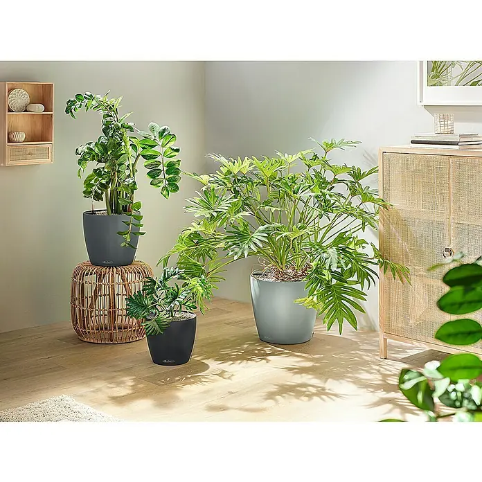 Lechuza Classico Pflanztopf Eco - Außenmaß (Ø x H): 42 x 39,5 cm, Kunststoff, Hellgrau - Drei moderne Pflanztöpfe in Dunkelgrau und Hellgrau präsentieren verschiedene Grünpflanzen in einem hellen Wohnraum.