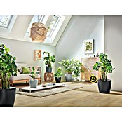 Lechuza Classico Pflanztopf Eco (Außenmaß (Ø x H): 19 x 17 cm, Kunststoff, Grau) | BAUHAUS