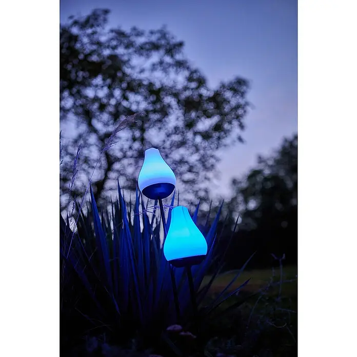 Lumix Solarleuchte Tulip - Lichtfarbe: RGB, Höhe: 100 cm, Tulip - Zwei tropfenförmige Gartenleuchten strahlen ein leuchtendes Blau zwischen dunklem Laub im Garten in der Dämmerung aus.