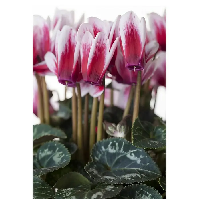 Alpenveilchen - Cyclamen coum, Topfgröße: 11 cm - Leuchtende rosa-weiße Alpenveilchenblüten mit grünen, gemusterten Blättern.