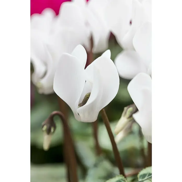 Alpenveilchen - Cyclamen coum, Topfgröße: 11 cm - Weiße Alpenveilchenblüten mit markanten Blütenblättern und sichtbaren Zentren.