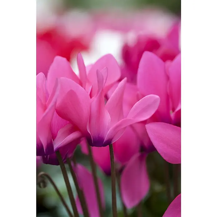 Alpenveilchen - Cyclamen coum, Topfgröße: 11 cm - Lebhafte rosa Alpenveilchen mit dunkelvioletten Basen, in Nahaufnahme.