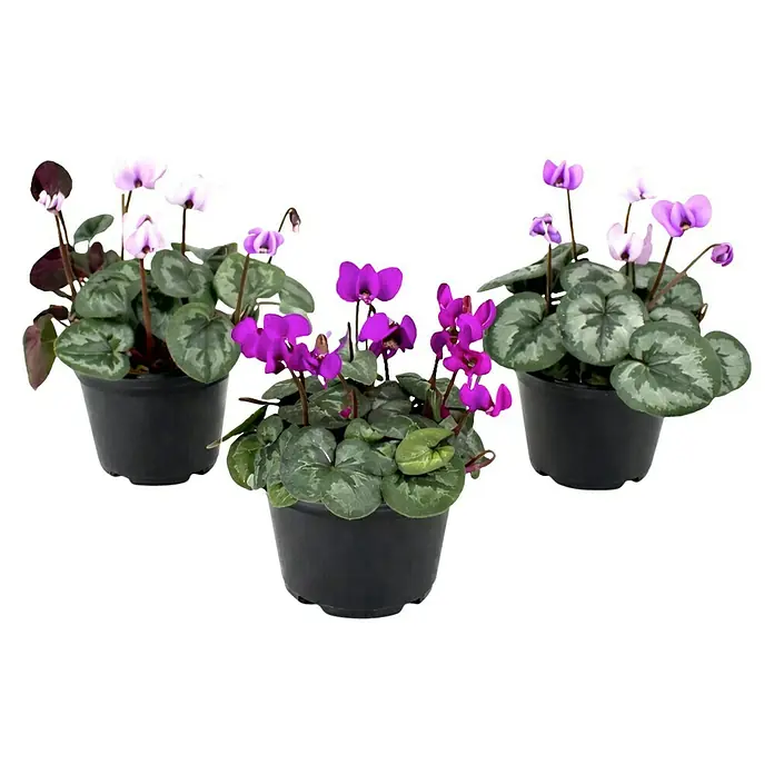 Alpenveilchen - Cyclamen coum, Topfgröße: 11 cm - Drei getopfte Alpenveilchen mit lila und rosa Blüten und gemusterten grünen Blättern.
