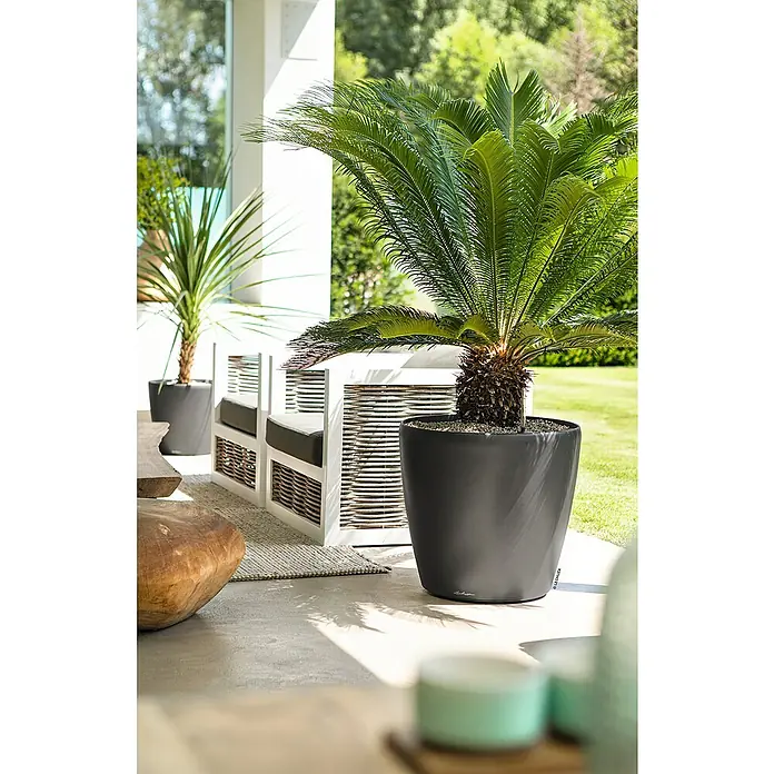 Lechuza Classico Pflanztopf Premium LS - Außenmaß (Ø x H): 49,5 x 46,5 cm, Kunststoff, Anthrazit Metallic - Dunkelgrauer Lechuza Pflanzkübel mit Sagopalme auf einer modernen Außenterrasse mit weißen Sitzgelegenheiten.