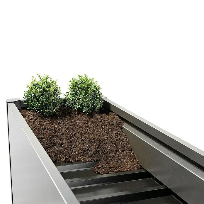 Biohort Belvedere Hochbeet Belvedere L - 152 x 152 x 61 cm, Stahl, Dunkelgrau Metallic - Grauer Metall-Pflanzkübel mit Erde und zwei grünen Büschen.