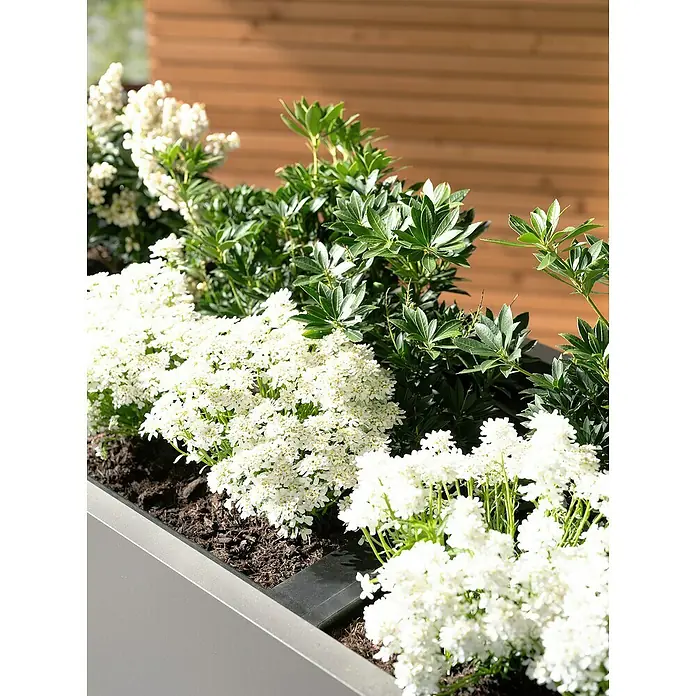 Biohort Belvedere Hochbeet Belvedere - 53 x 53 x 45 cm, Stahl, Quarzgrau Metallic - Grauer Metallpflanzkübel mit weißen Blumen und grünen Pflanzen gefüllt.