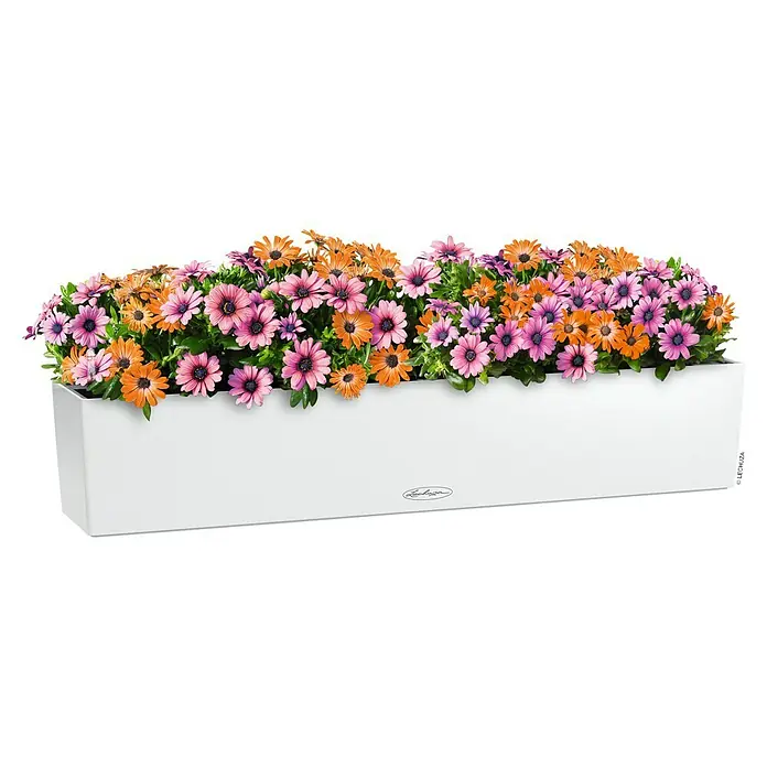 Lechuza Balconera Balkonkasten Color - Max. Außenlänge: 100 cm, Weiß - Weißer rechteckiger Pflanzkasten gefüllt mit leuchtend orangen und lila/rosa margeritenartigen Blumen.