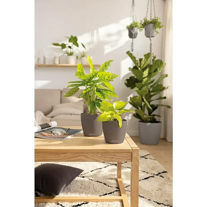 Lechuza Classico Pflanztopf Color - Außenmaß (Ø x H): 13,2 x 11,8 cm, Kunststoff, Muskat - Zwei dunkelgraue Lechuza Pflanzgefäße mit Grünpflanzen auf einem hellen Holztisch in einem Wohnzimmer.