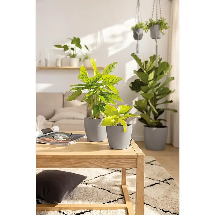 Lechuza Classico Pflanztopf Color - Außenmaß (Ø x H): 13,2 x 11,8 cm, Kunststoff, Braun - Zwei graue Pflanzgefäße mit Grünpflanzen auf einem Holztisch in einem sonnigen Wohnzimmer.