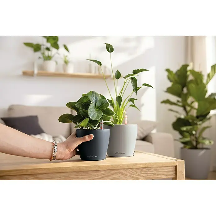 Lechuza Classico Übertopf rund Color SINGLE - Außenmaß (Ø x H): 11 x 10 cm, Kunststoff, Braun - Eine Person stellt einen dunkelgrauen selbstbewässernden Pflanztopf mit einer Pflanze auf einen Holztisch neben einem hellgrauen Topf. Beide haben Wasserstandsanzeigen.